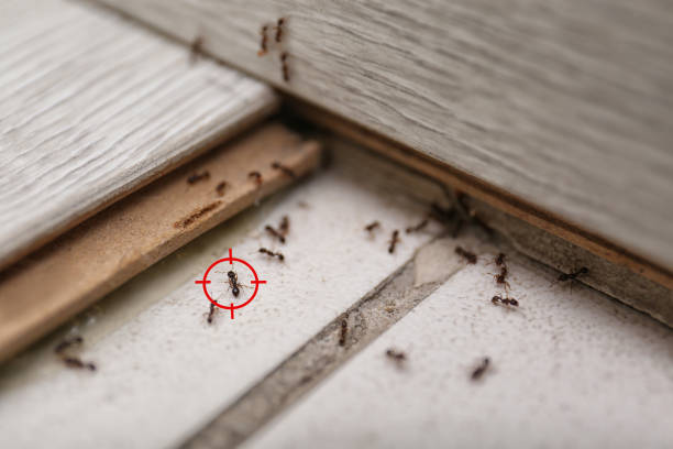 Best Pest Prevention Services  in Sunrise Beach Village, TX